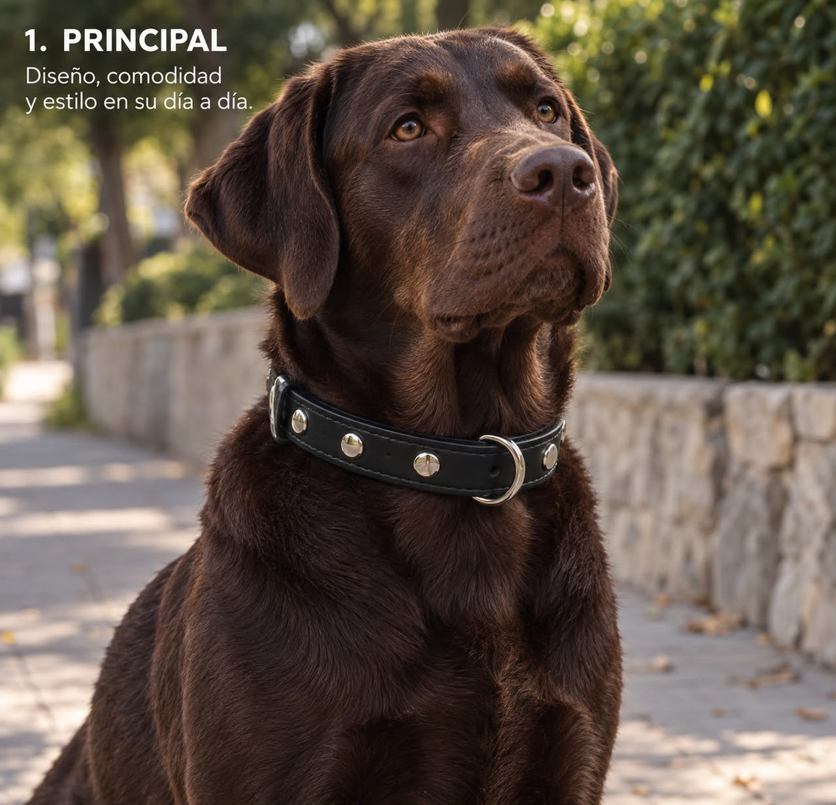 Collar Confort Personalizado